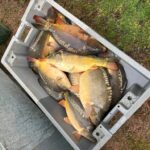 Rempoissonnement carpes