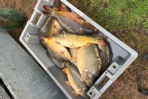 Rempoissonnement carpes